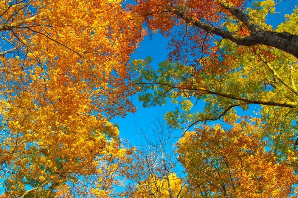 6 Tips for Enjoying the Smoky Mountains Fall Colors