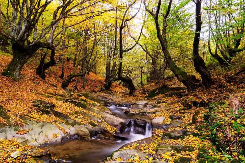 Stream sorrounded by the Smoky Mountains fall colors.