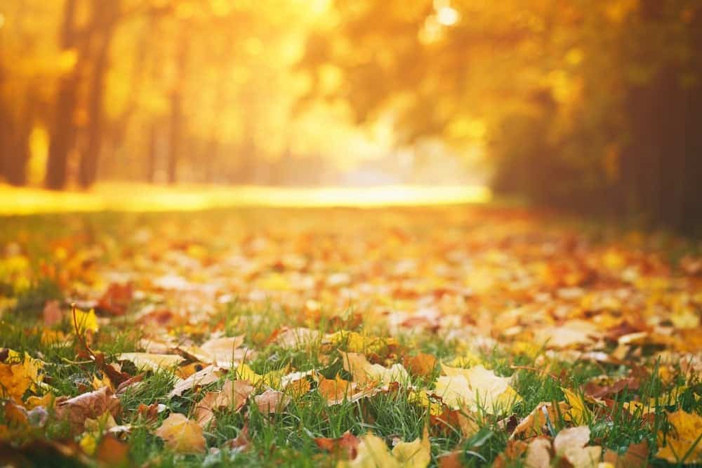things to do in great smoky mountains in november
