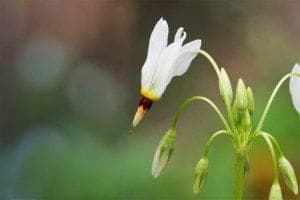 A shooting star wildflower in the Smoky Mountains in spring.