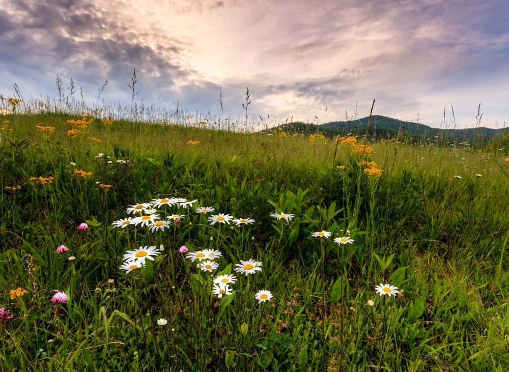 The 3 Best Hiking Trails in the Smoky Mountains for Seeing Spring Flowers