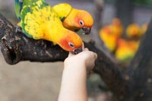 child feeding two colorful birds at Parrot Mountain in Pigeon Forge TN