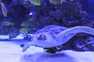 sea-turtle-aquarium