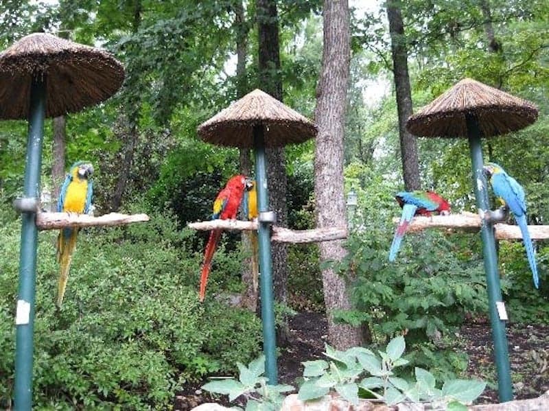 5 Reasons You Don T Want To Miss Parrot Mountain In Pigeon Forge