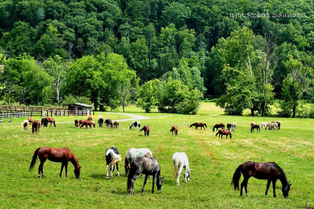 horses in a field big rock dude ranch