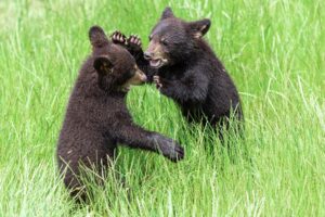 baby black bears in the smoky mountains
