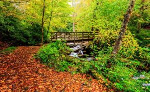 Bridge along the Chimney Tops Trail that highlgihts the Smoky Mountains fall colors.