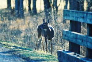Deer near the road in Cades Cove | Cades Cove Loop in the Smoky Mountains