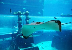 manta ray