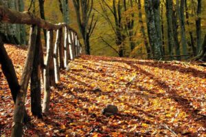 Fall leaves on the ground in the Smoky Mountains.