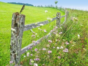 Field with flowers at the 2015 Smoky Mountain Wildflower Pilgrimage