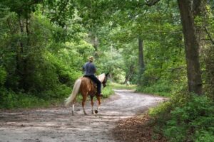 Man riding a horse through the forest.