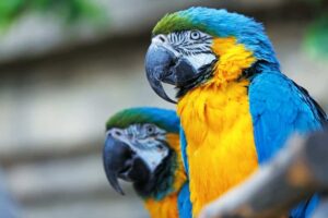 Parrots at the zoo during spring in the Smoky Mountains.