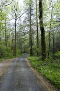 Road going through Roaring Fork Motor Trail