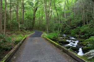 Roaring Fork Motor Nature Trail road