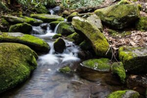 Roaring Fork stream along the nature trail