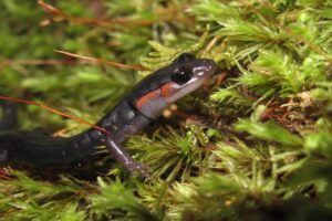 Salamander