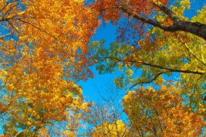 Smoky Mountains fall colors in the trees.