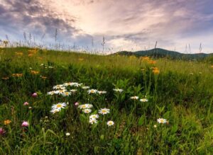 Spring wildflowers in Cades Cove.