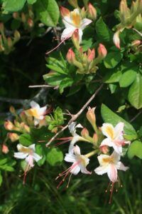 Wild azaleas on the Gregory Bald trail in the Smoky Mountains.