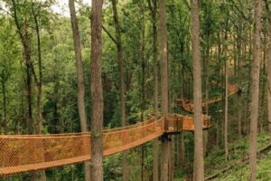 anakeesta tree top canopy