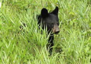 Black bear cub in meadow at Cades Cove