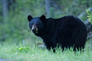 black bear in the smoky mountains