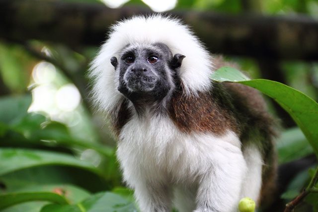 a capuchin monkey at Rainforest Adventures Discovery Zoo