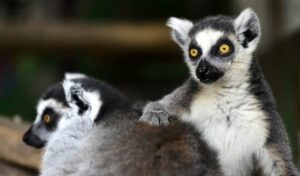 Ring Tailed Lemur at Rainforest Discovery Zoo in Sevierville TN