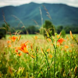 Wild flowers on a Smoky Mountain Hiking Trail