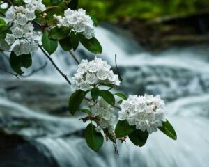 Mountain Laurel on Smoky Mountain Hiking Trail