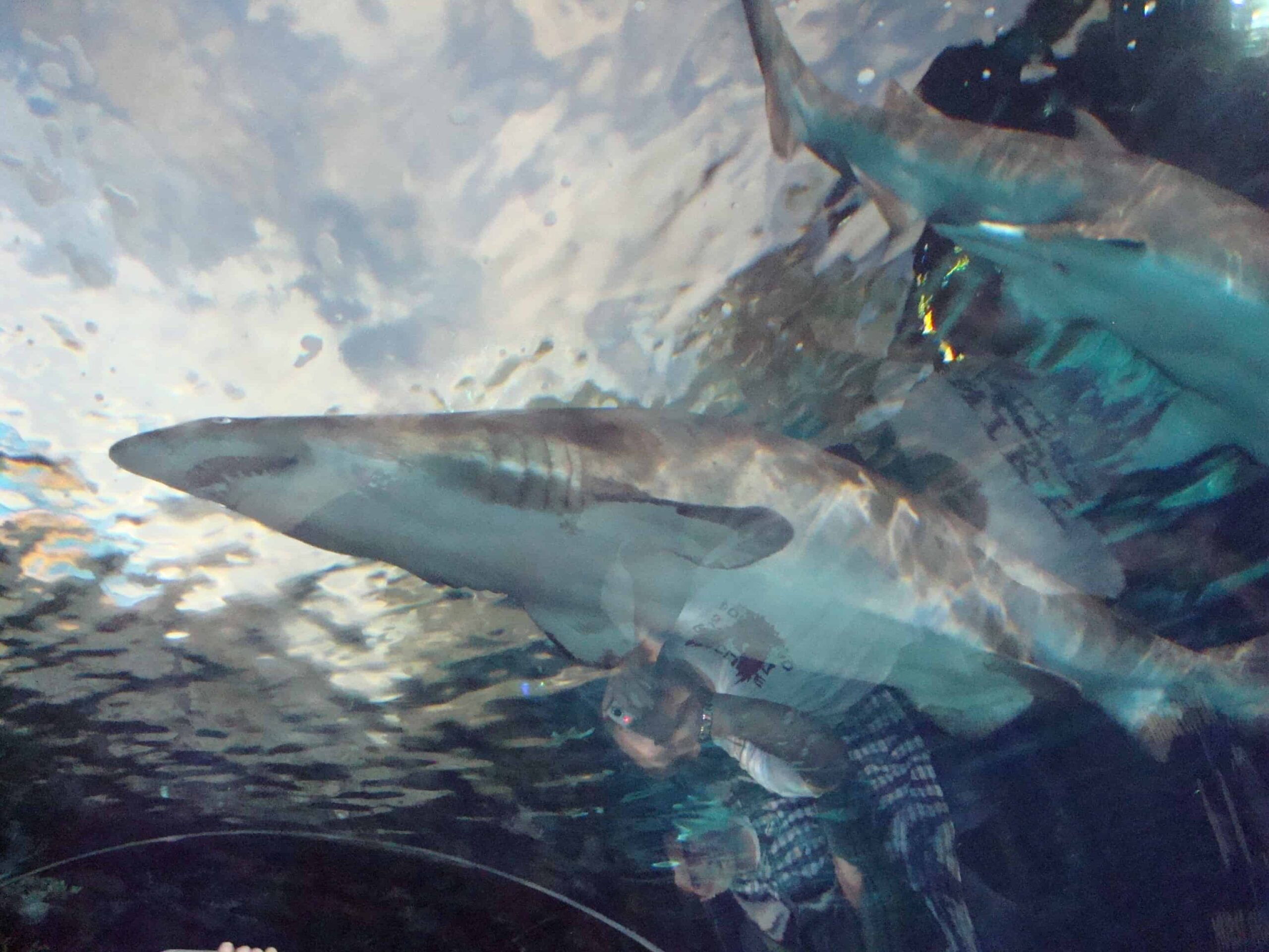 shark at ripley's aquarium