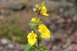 Smoky Mountain Wildflowers on a Trail