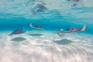 stingrays at ripley's aquarium