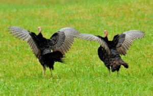 wild turkey in the smoky mountains