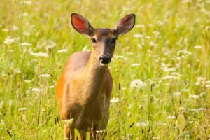 white tailed deer smoky mountains