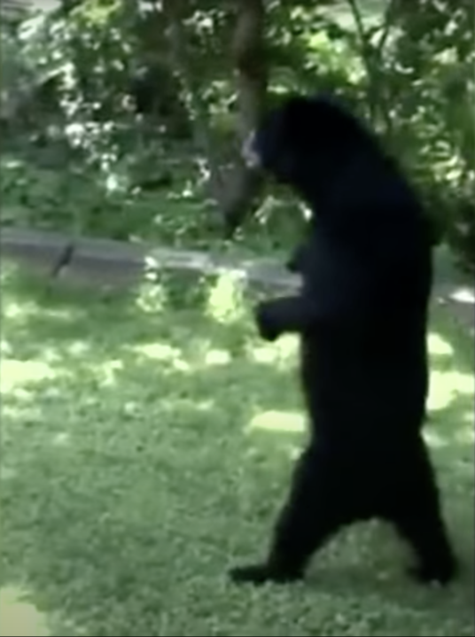 bigfoot bear