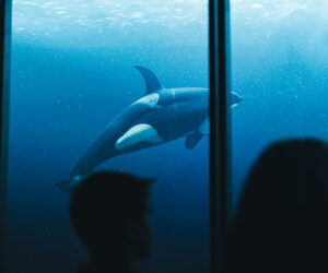 Orca at XPERIA: Ocean Journey