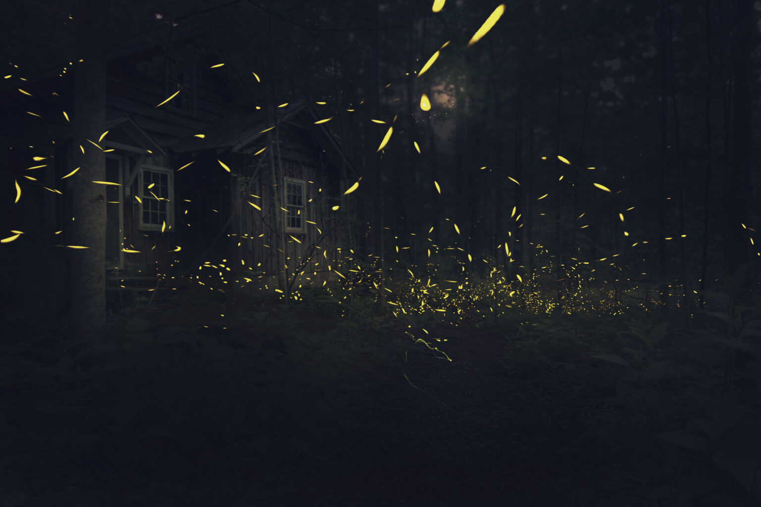 Discover the Future of Nature AI Lightning Bugs in Cades Cove Smoky