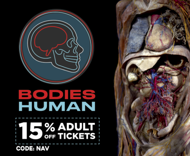 BodiesHuman